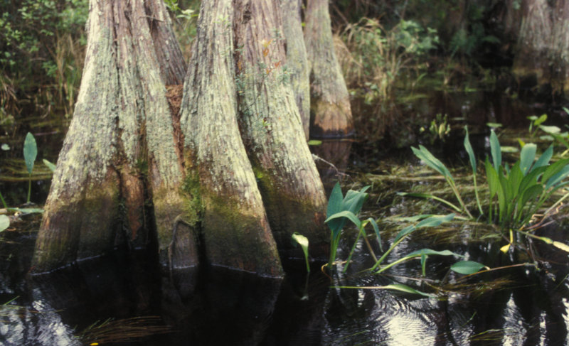 Okefenokee National Wildlife Refuge TheRealPlaces   Okefenokee NWR Swamp 